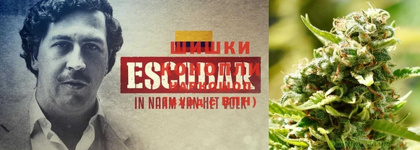 дмт Пересвет
